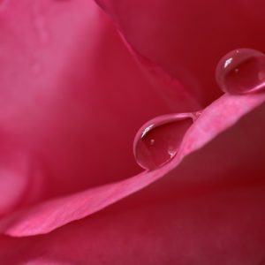 3 Rose Flower Divine feminine. Reclaim your Feminine sovereignty