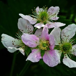 Blackberry Flower