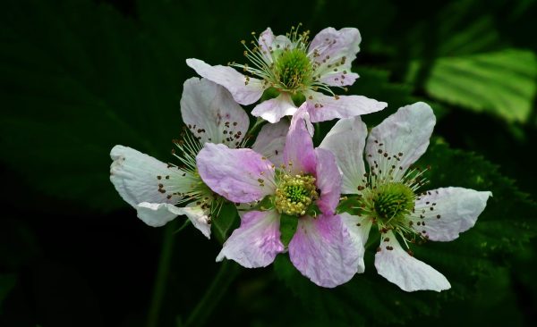 Blackberry Flower