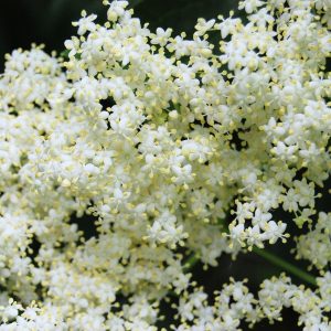 Elderflower