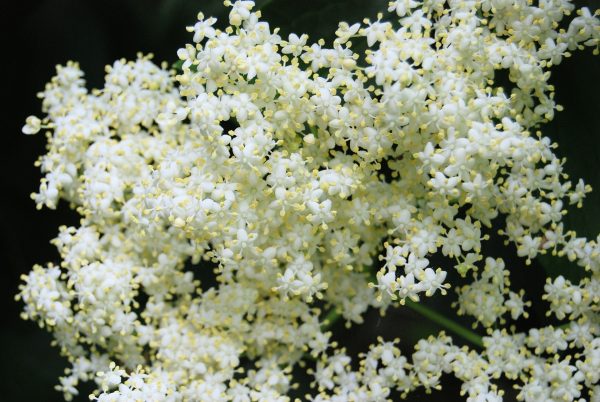 Elderflower