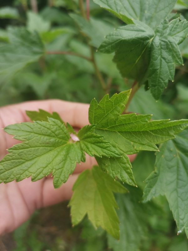 Blackcurrant Leaf