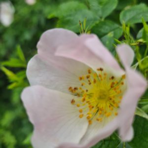 The Rose Alchemy Collection Briar Rose