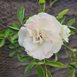 The Rose Alchemy Collection Pink Rose