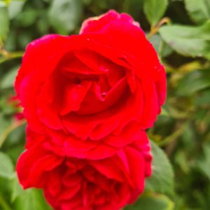 The Rose Alchemy Collection Red Rose