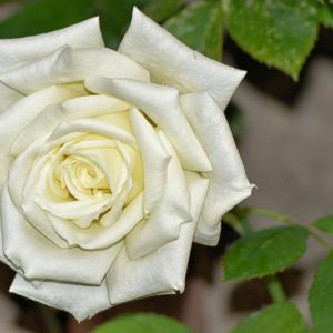 The Rose Alchemy Collection White Rose