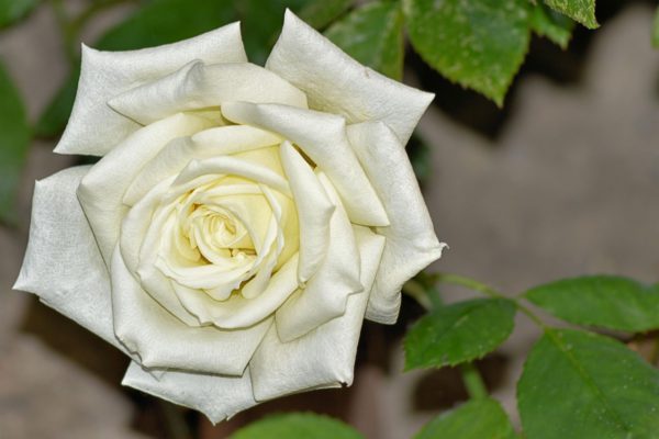 The Rose Alchemy Collection White Rose