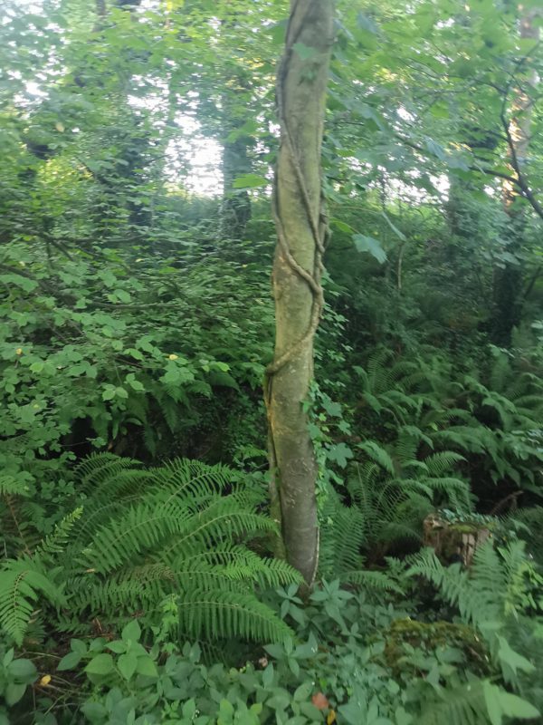 Ancient Wisdom:  A Ferny journey, to the land before time. - Image 2