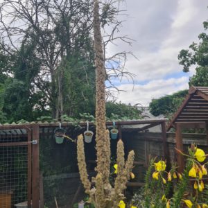 Make your own Hag Torch
